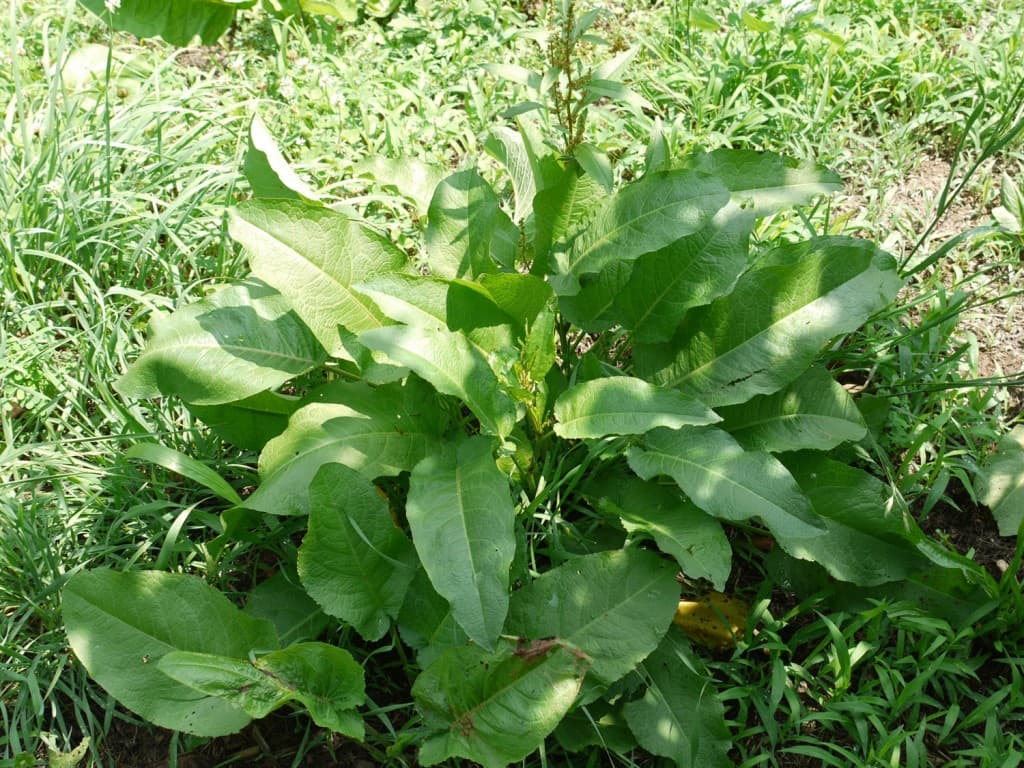 Yellow Dock — Herbs illustration