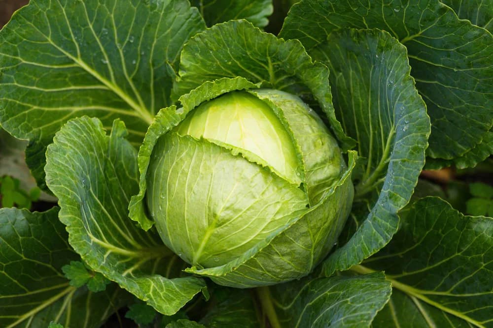 Cabbage — Herbs illustration