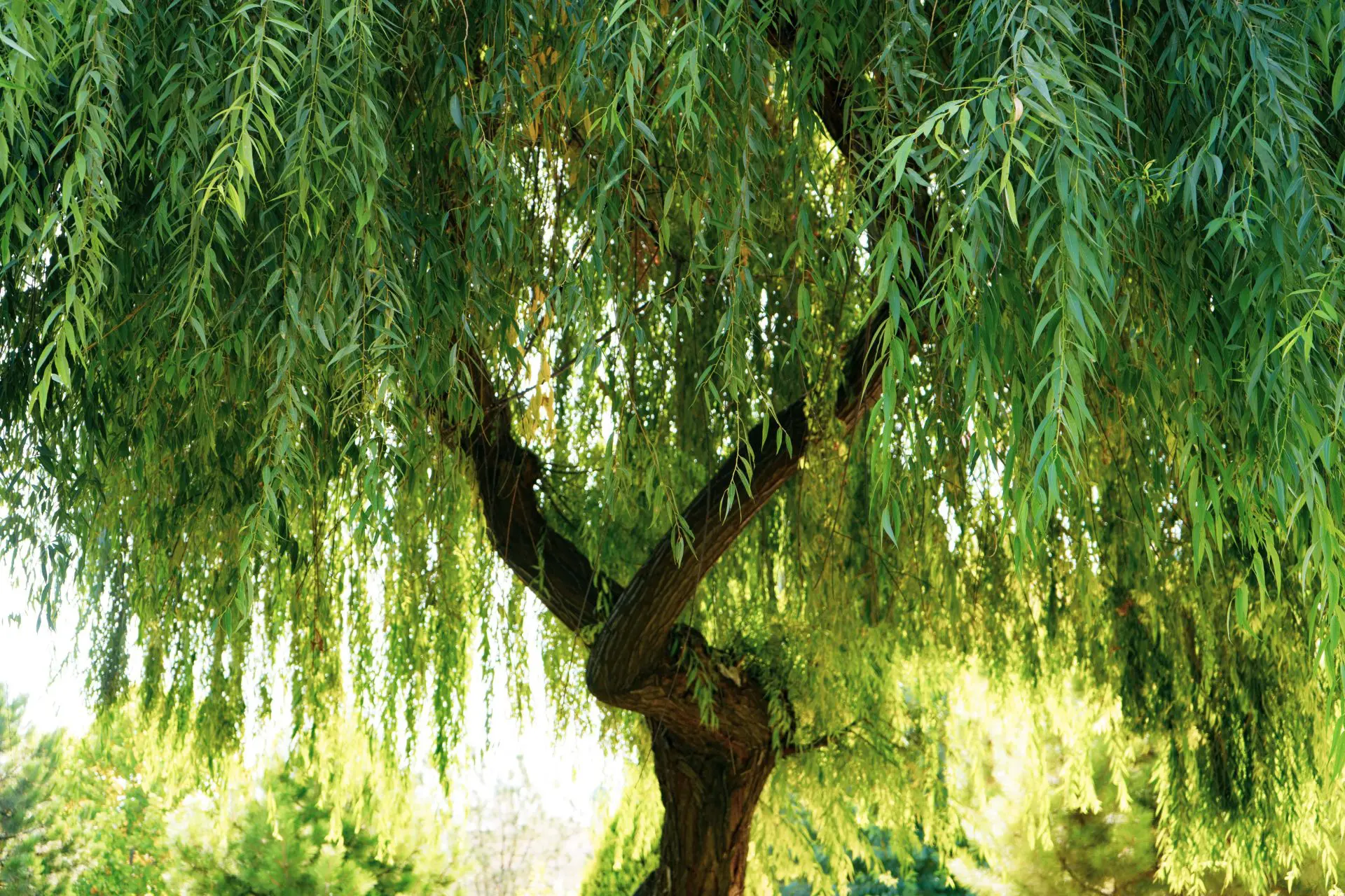 Willow — Herbs illustration