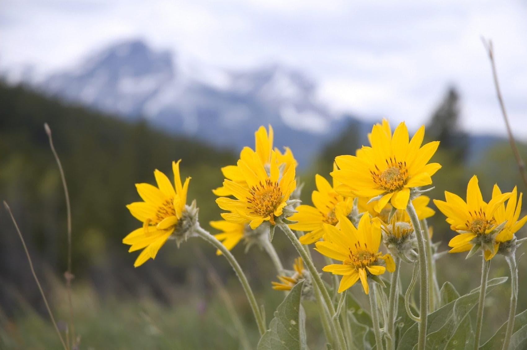 Arnica — Herbs illustration