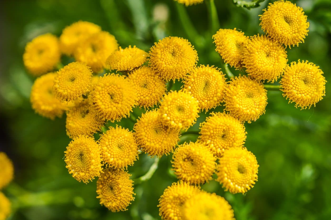 Tansy — Herbs illustration