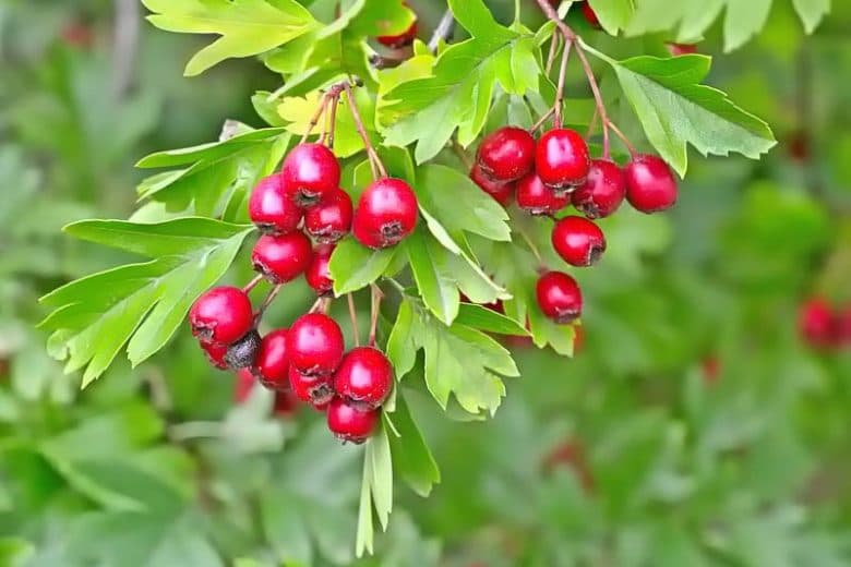 Hawthorn — Herbs illustration
