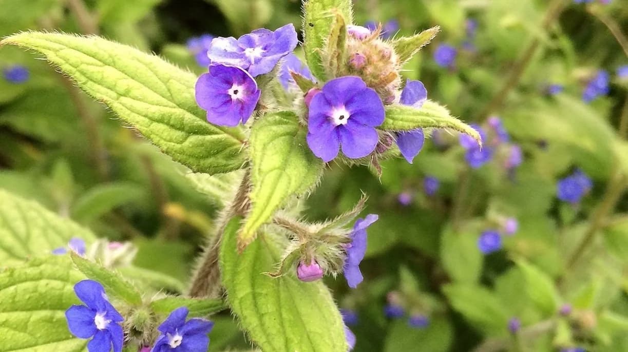 Alkanet — Herbs illustration
