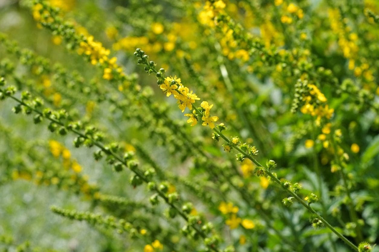 Agrimony — Herbs illustration