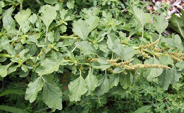 Blites — Herbs illustration