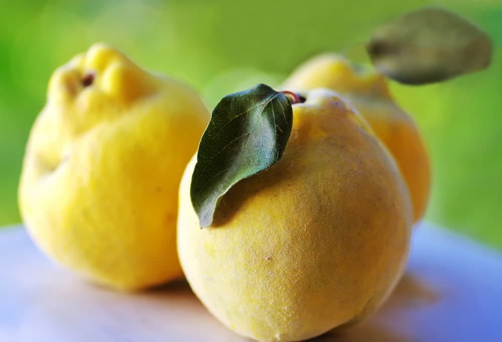 Quince — Herbs illustration