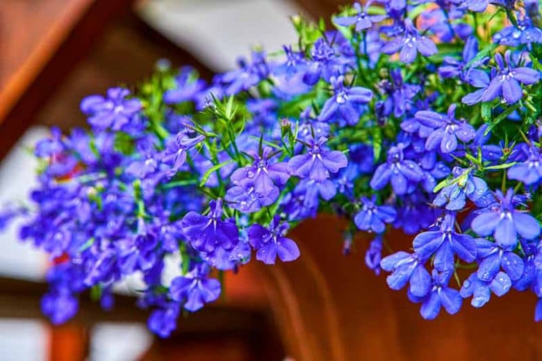 Lobelia — Herbs illustration
