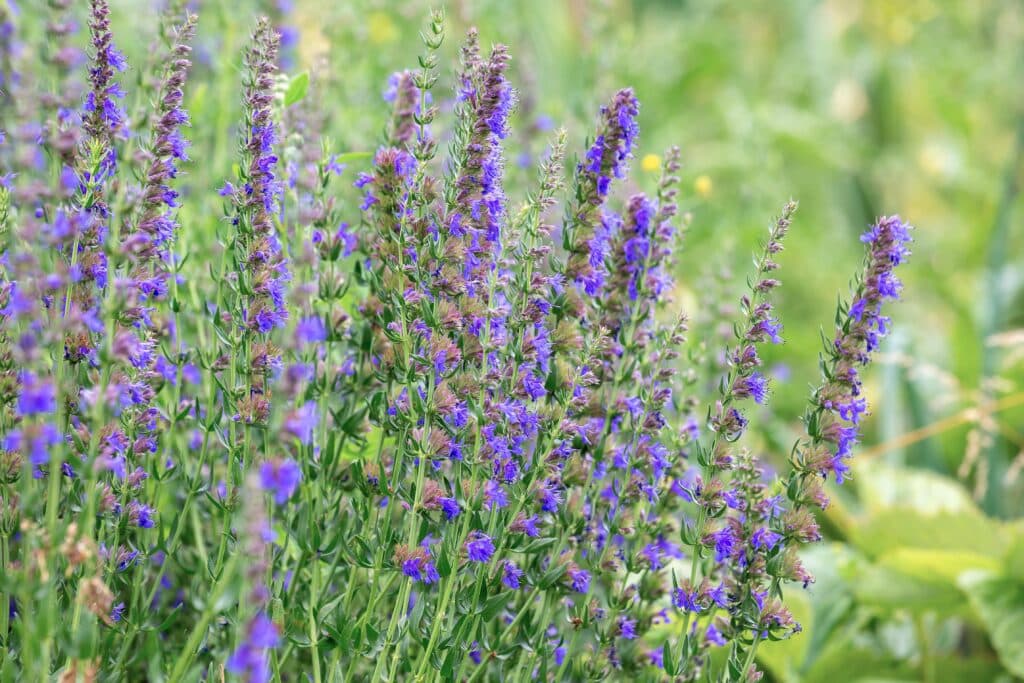Hyssop — Herbs illustration