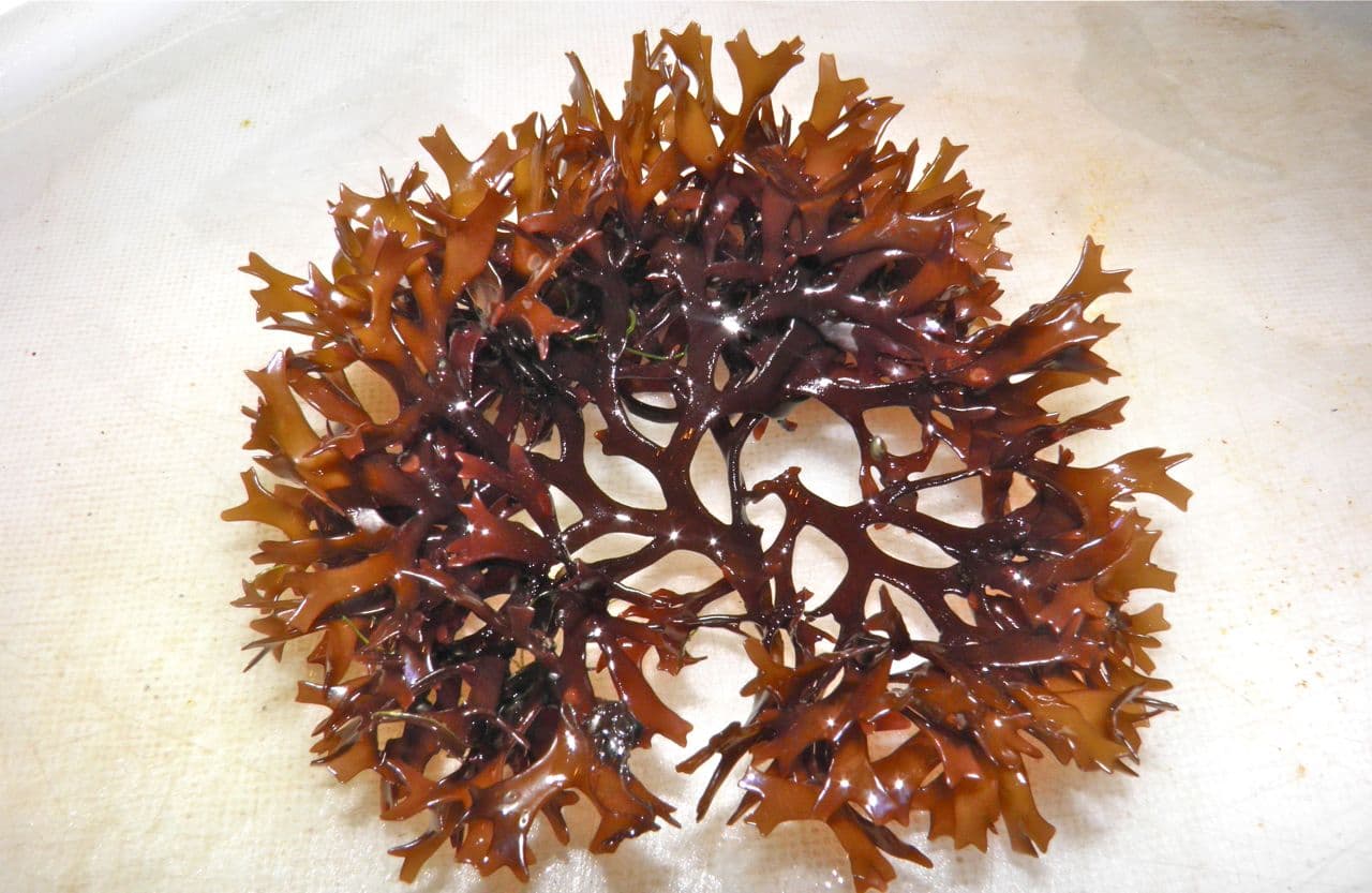 Irish Moss — Herbs illustration
