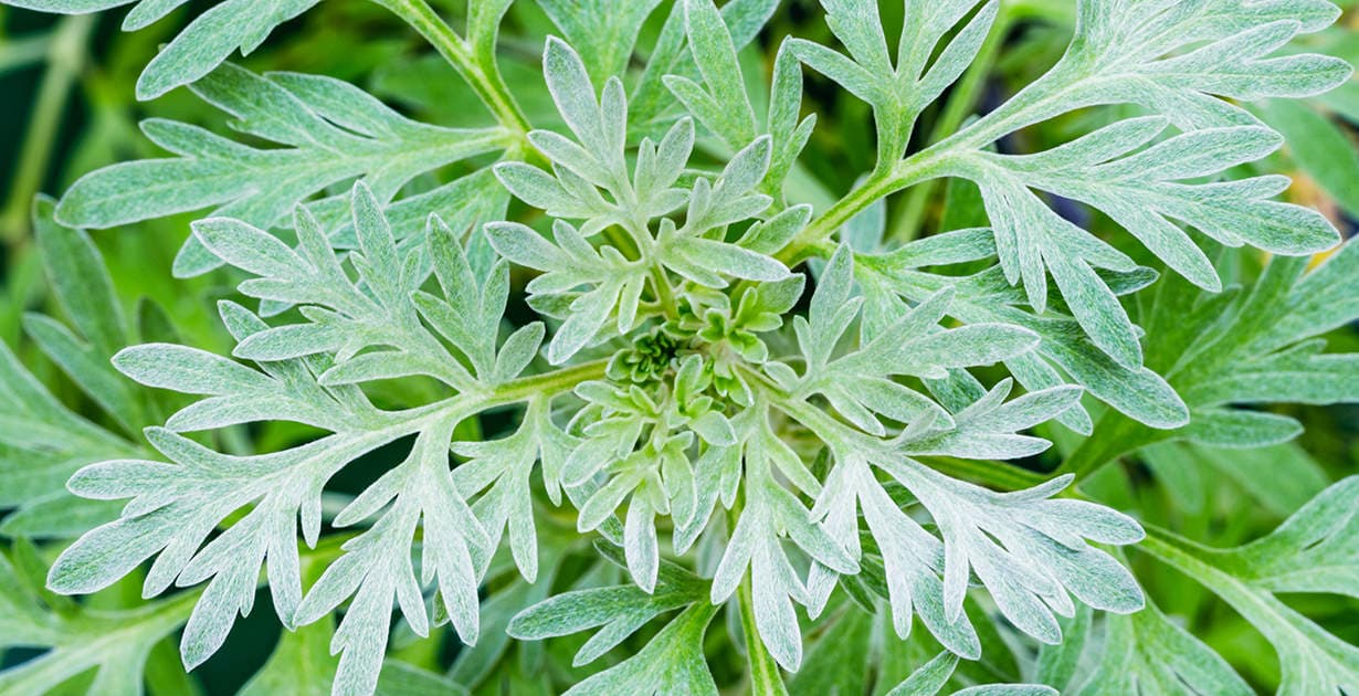 Wormwood — Herbs illustration