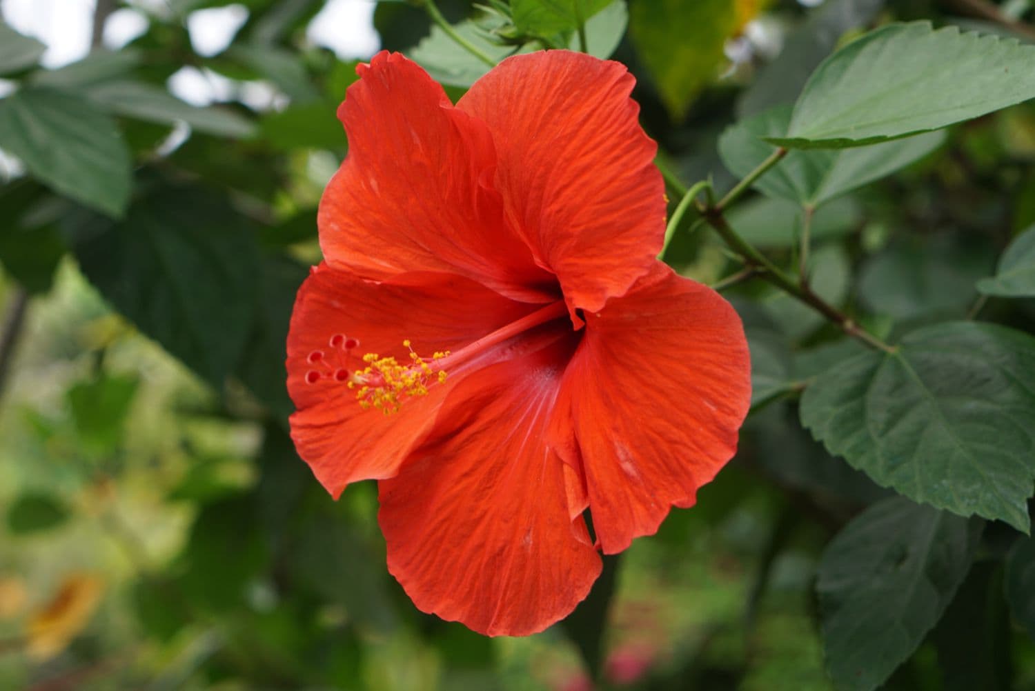 Hibiscus — Herbs illustration