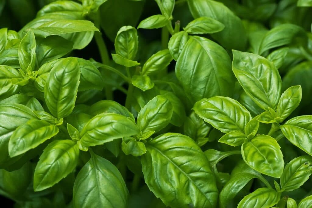 Basil — Herbs illustration