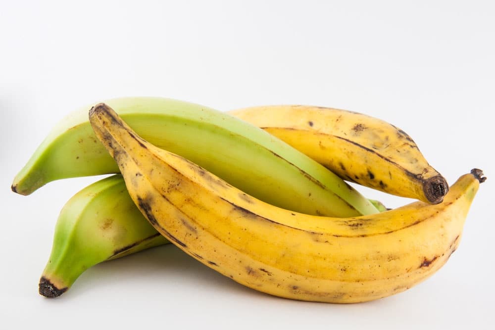 Plantain — Herbs illustration