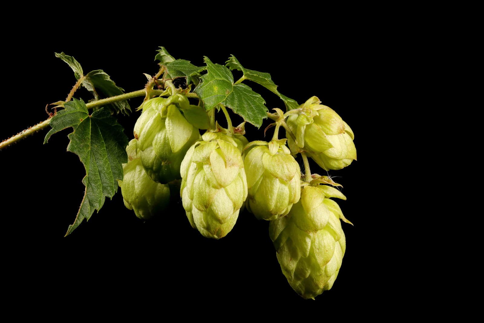Hops — Herbs illustration