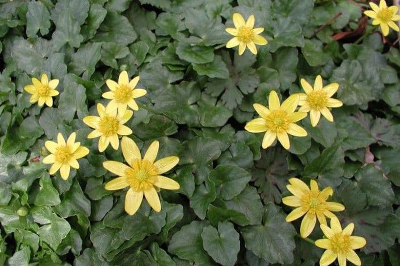 Celandine — Herbs illustration
