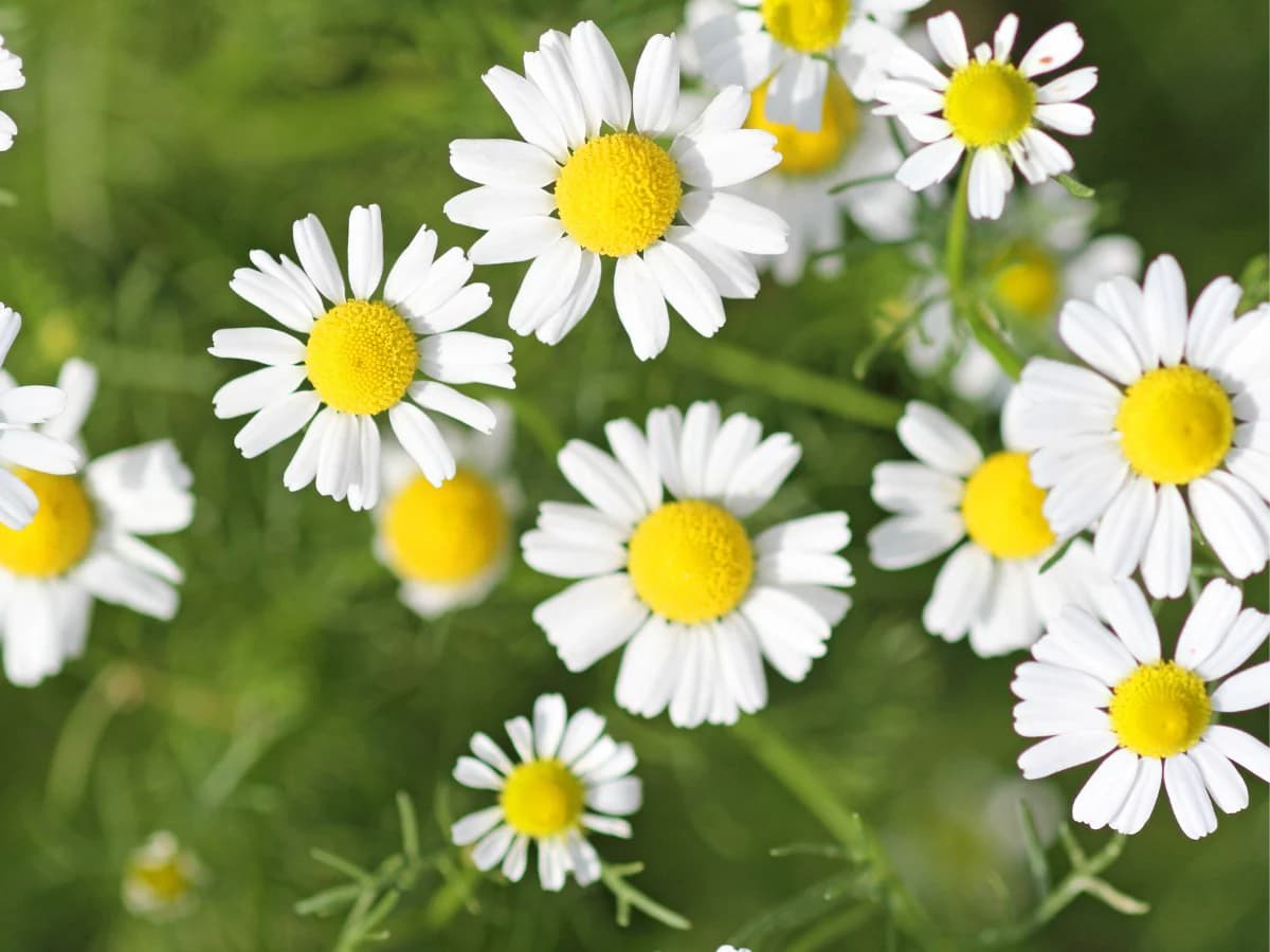 Chamomile — Herbs illustration