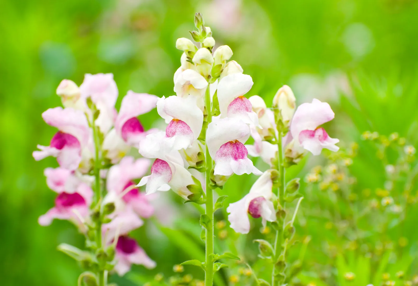 Snapdragon — Herbs illustration