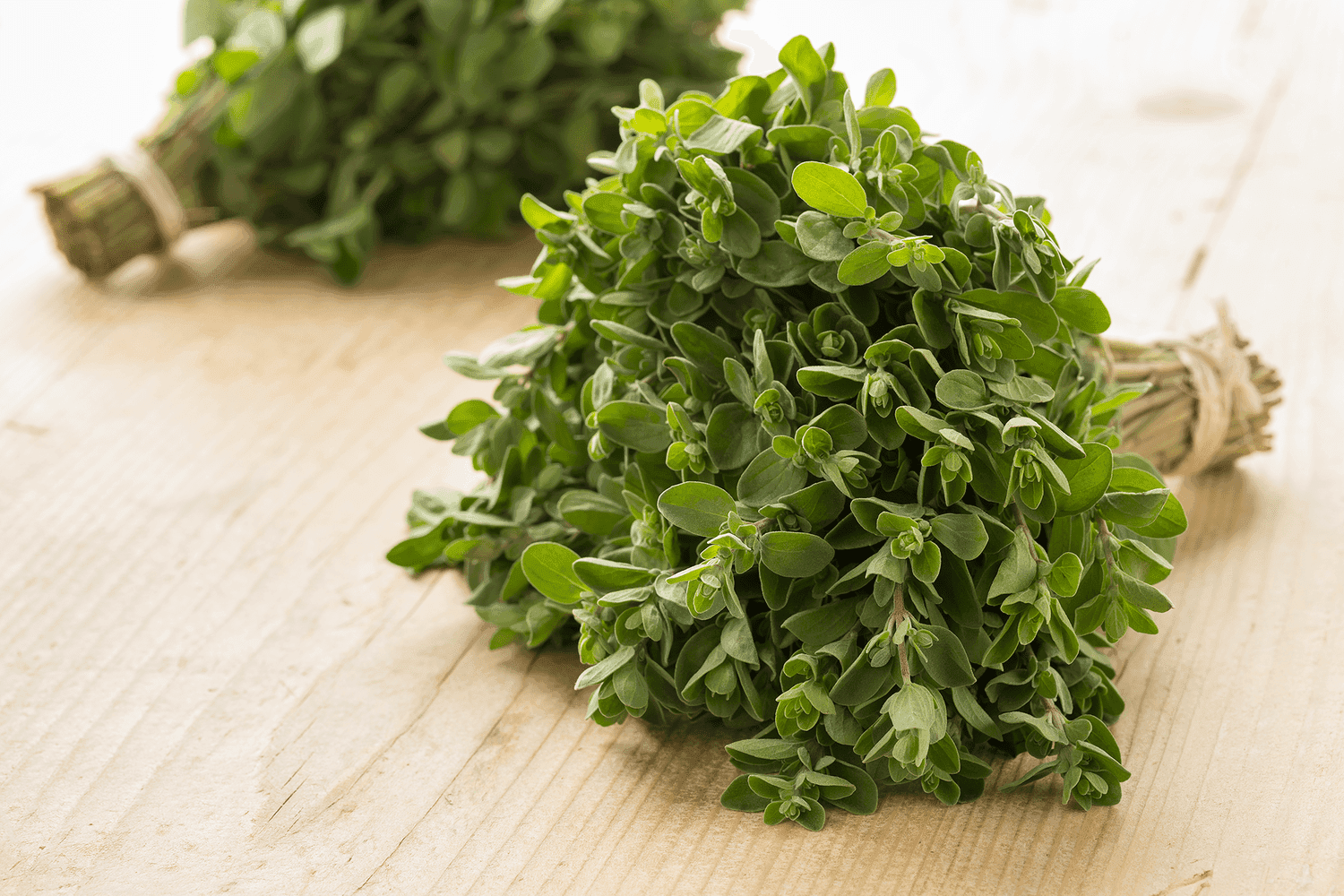 Marjoram — Herbs illustration