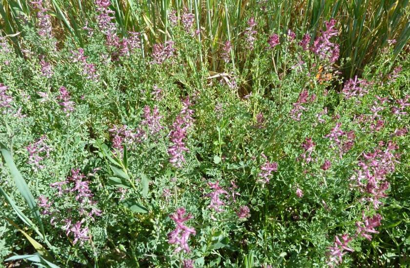 Fumitory — Herbs illustration