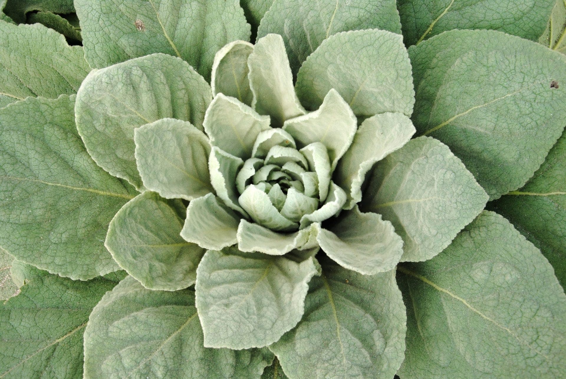 Mullein — Herbs illustration