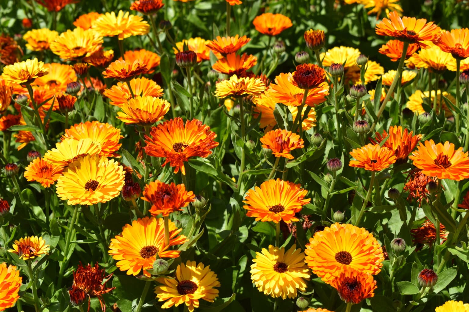 Calendula — Herbs illustration