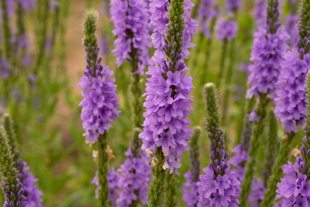 Vervain — Herbs illustration