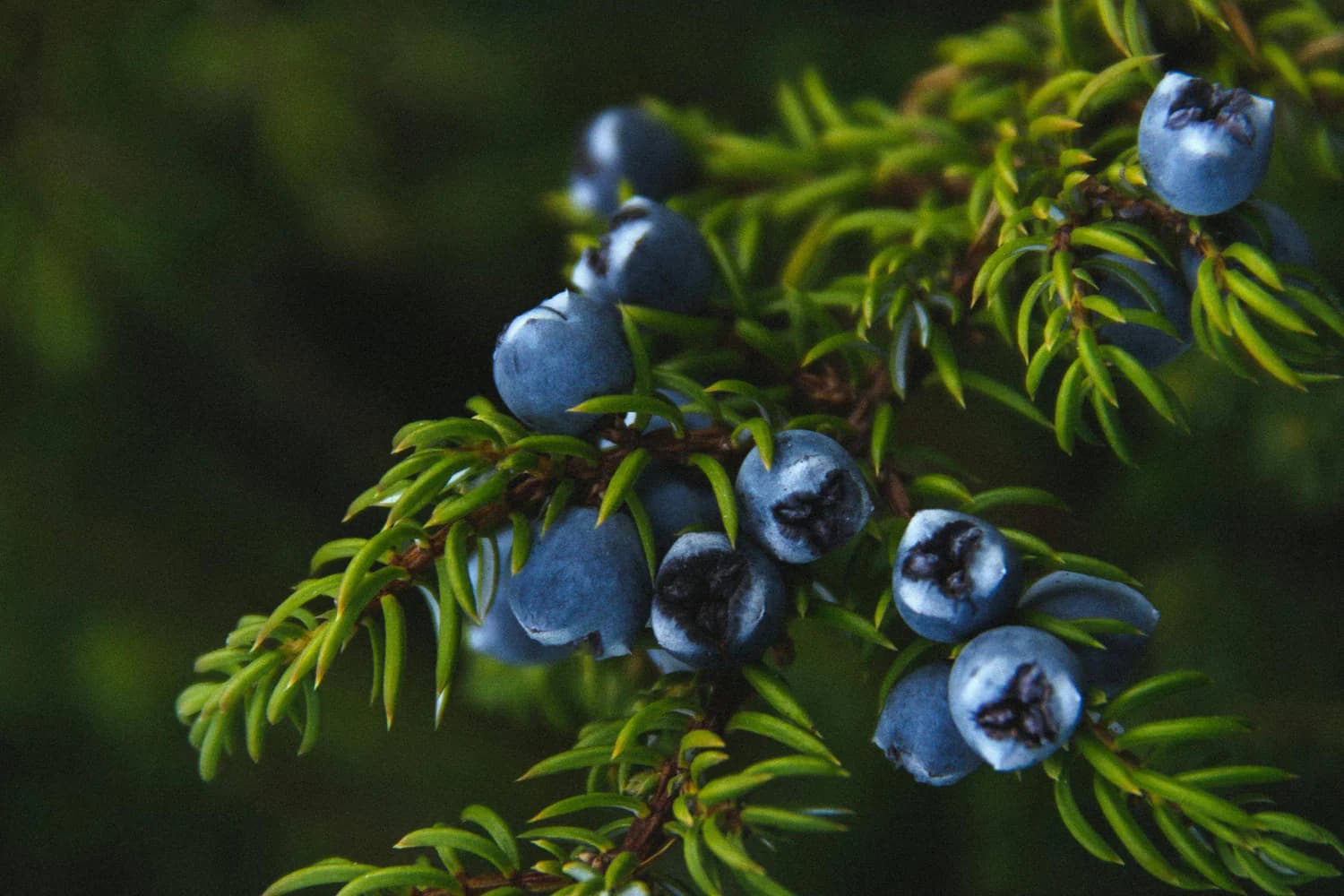 Juniper — Herbs illustration