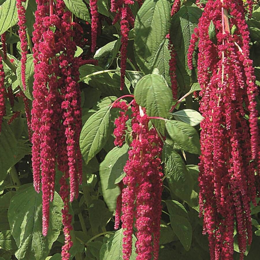 Amaranthus — Herbs illustration