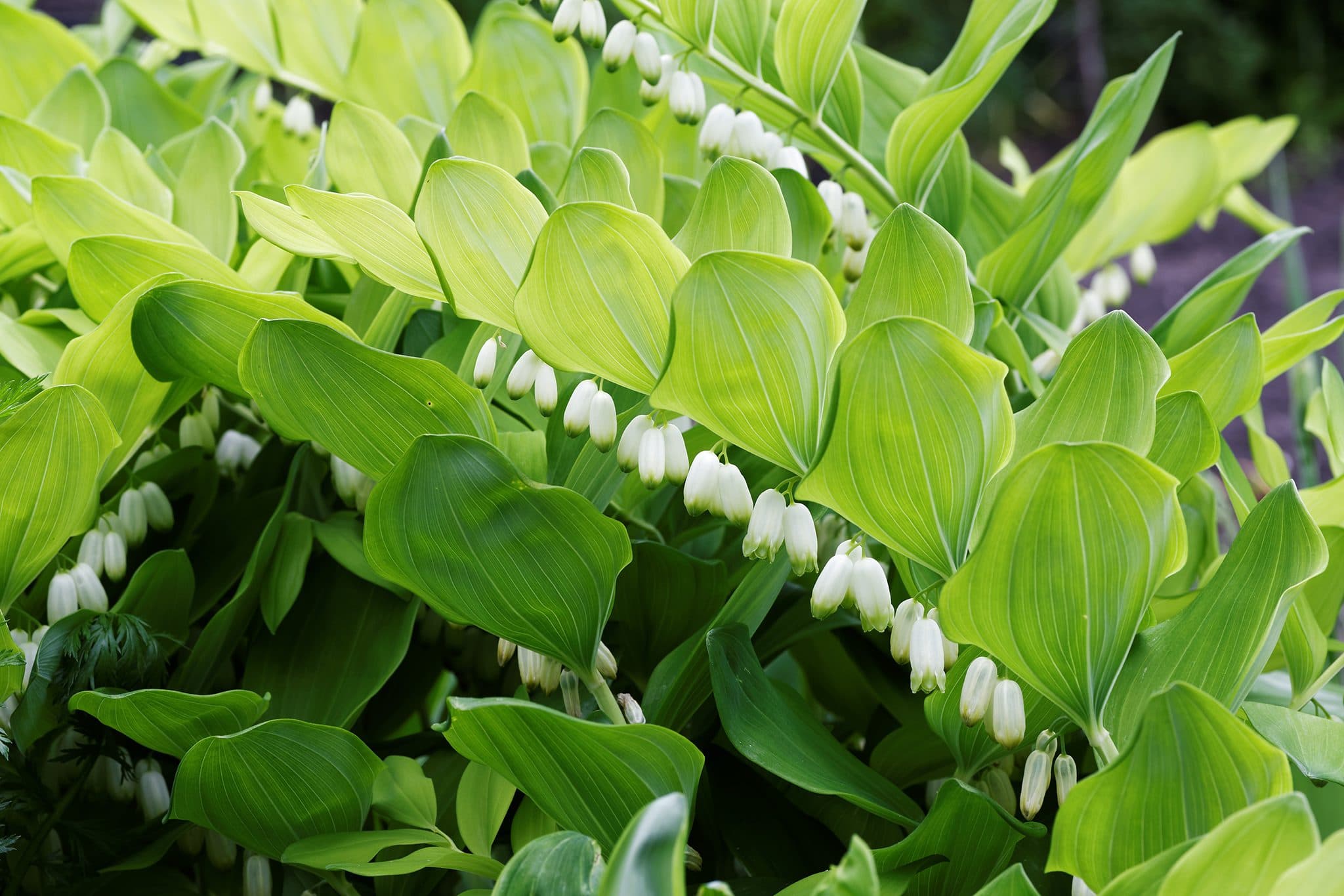 Solomon's Seal — Herbs illustration