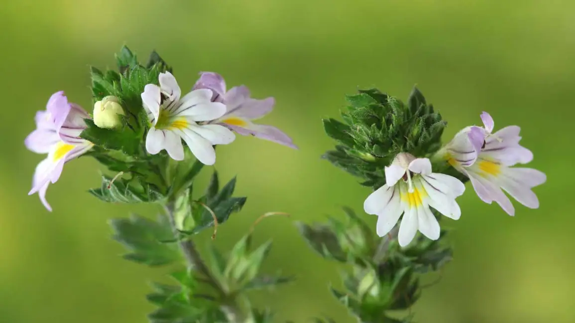 Eyebright — Herbs illustration