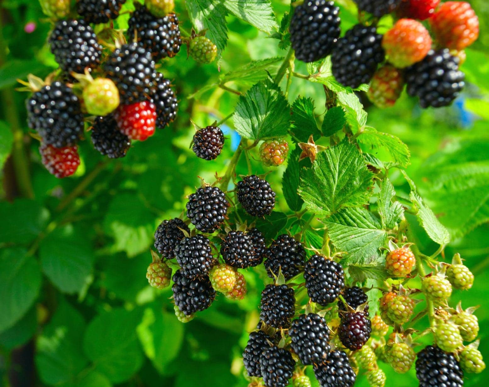Blackberry — Herbs illustration