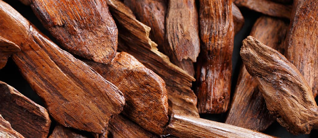Sandalwood — Herbs illustration