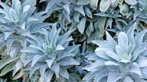 Sage (White) — Herbs illustration