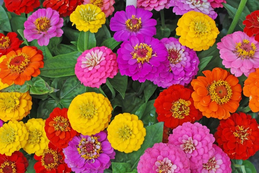 Zinnia — Herbs illustration
