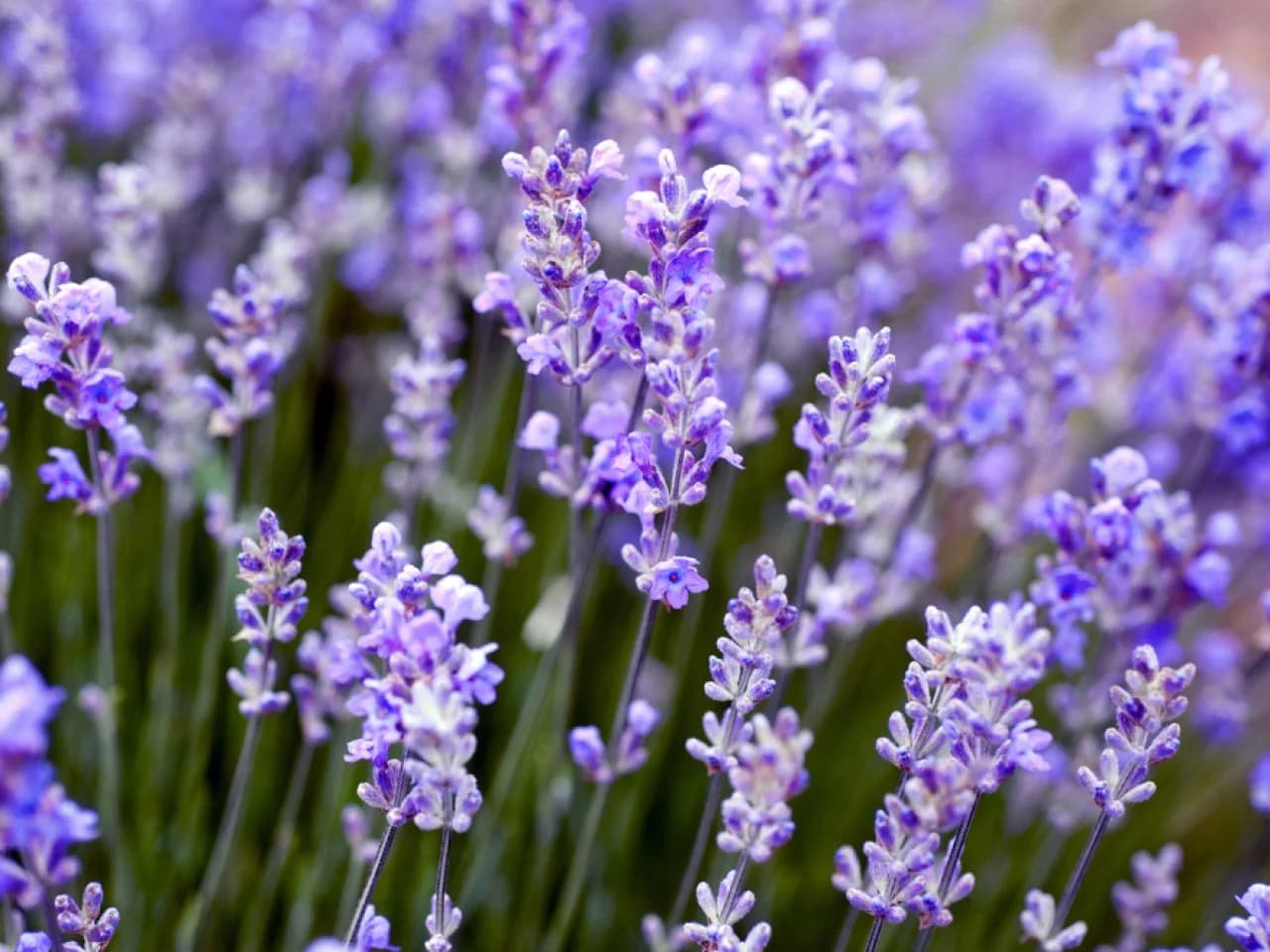 Lavender — Herbs illustration