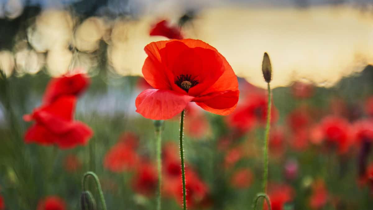 Poppy — Herbs illustration