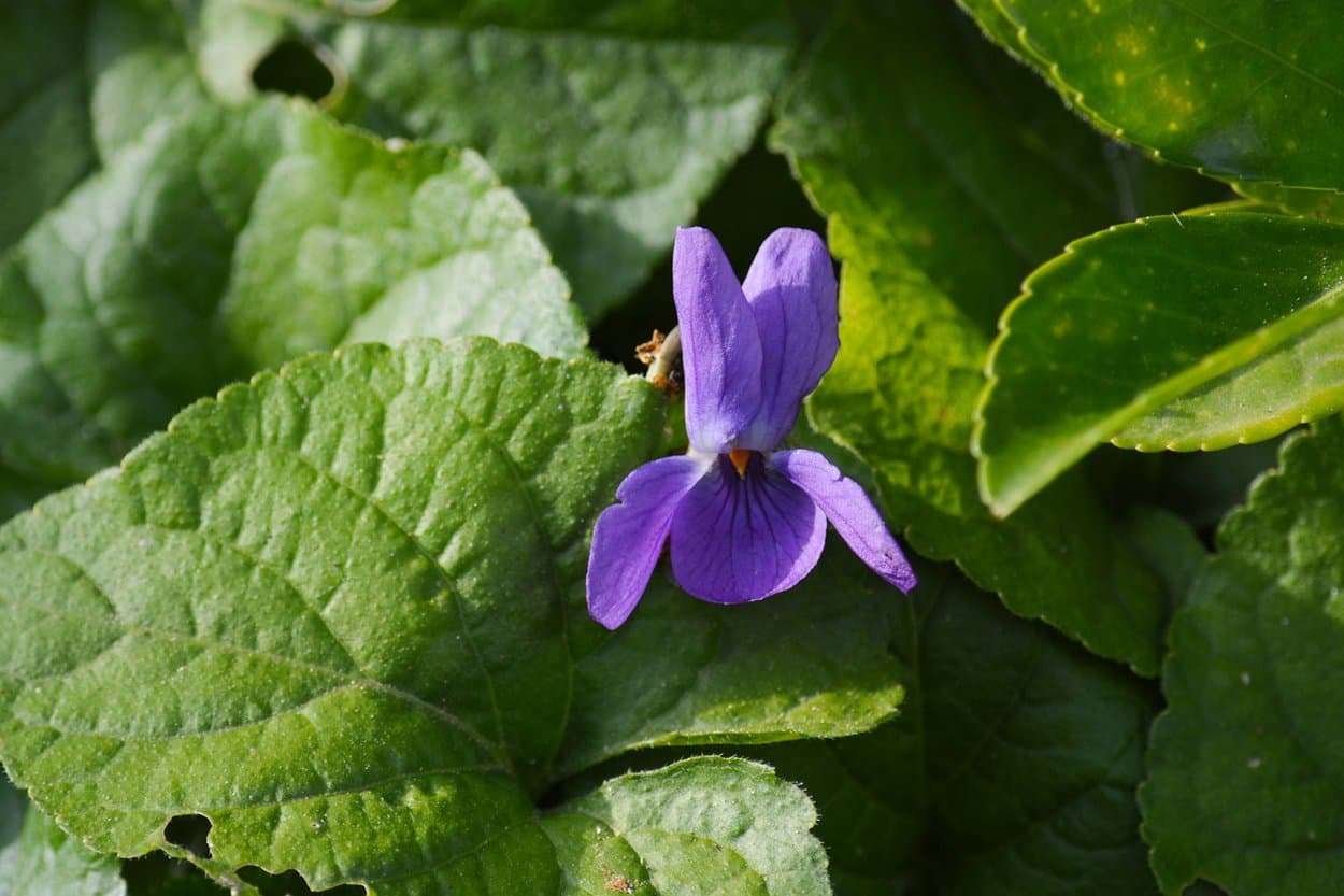 Violet Leaf — Herbs illustration