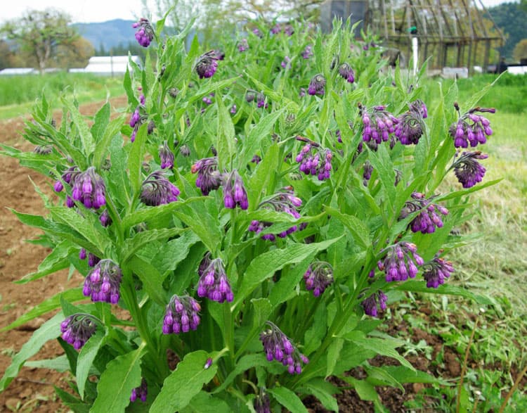 Comfrey — Herbs illustration