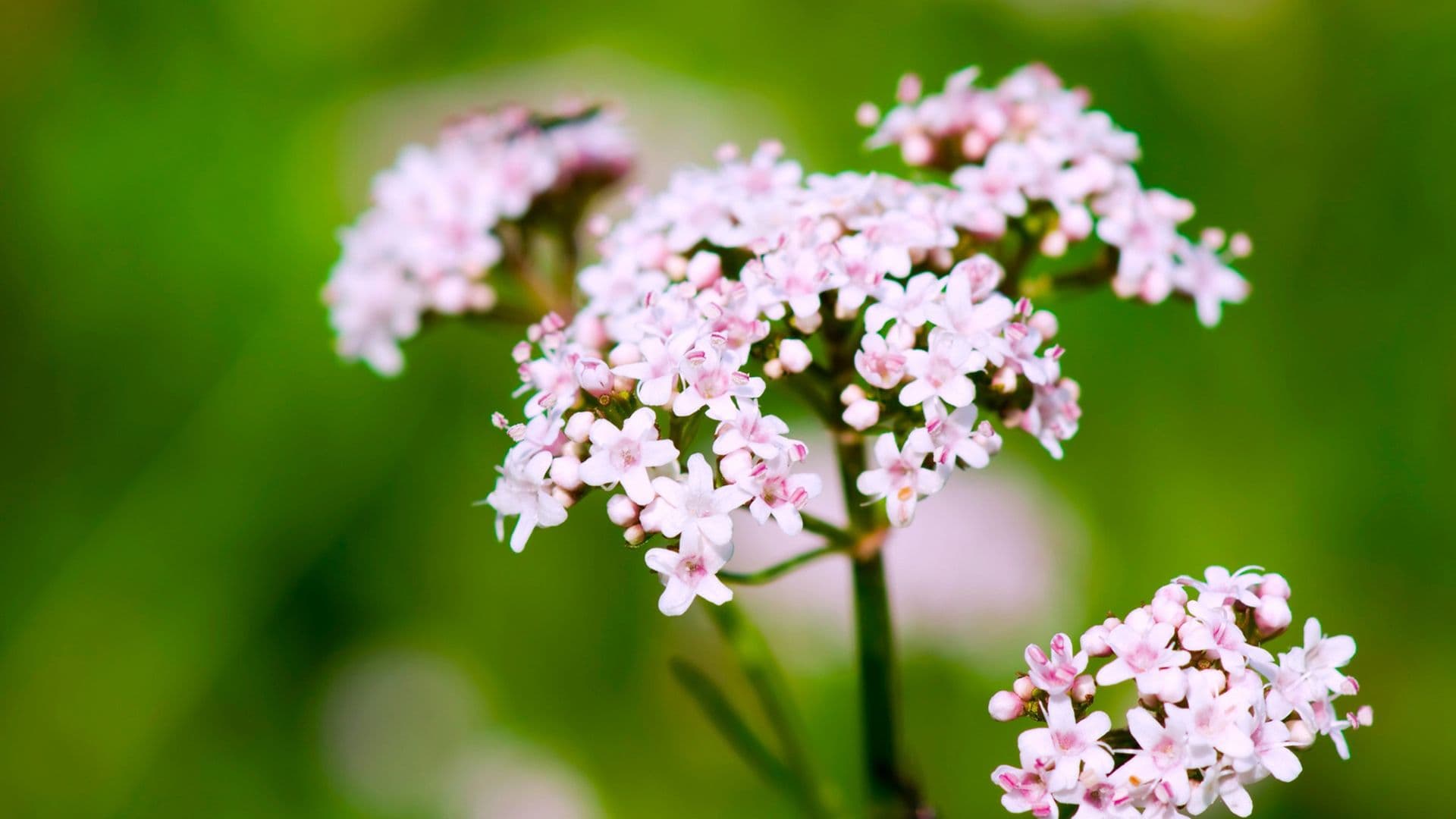 Valerian — Herbs illustration