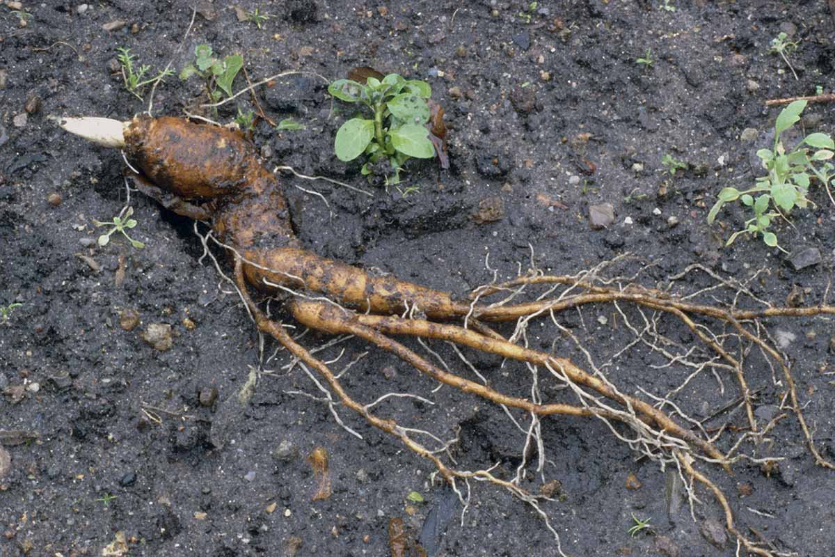 Mandrake — Herbs illustration