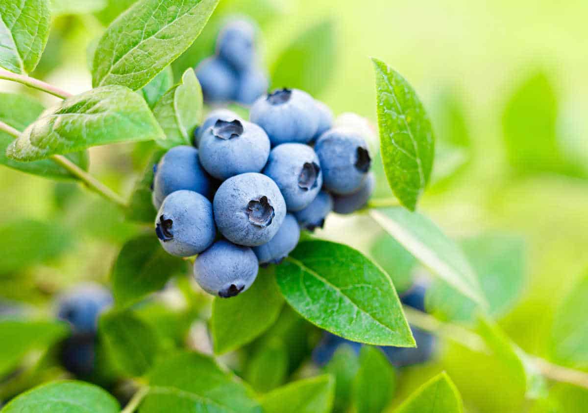 Bilberry — Herbs illustration