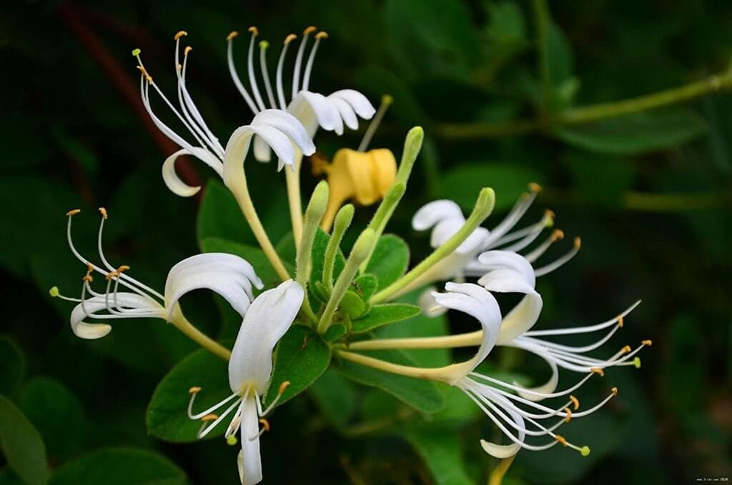 Honeysuckle — Herbs illustration