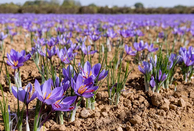 Saffron — Herbs illustration
