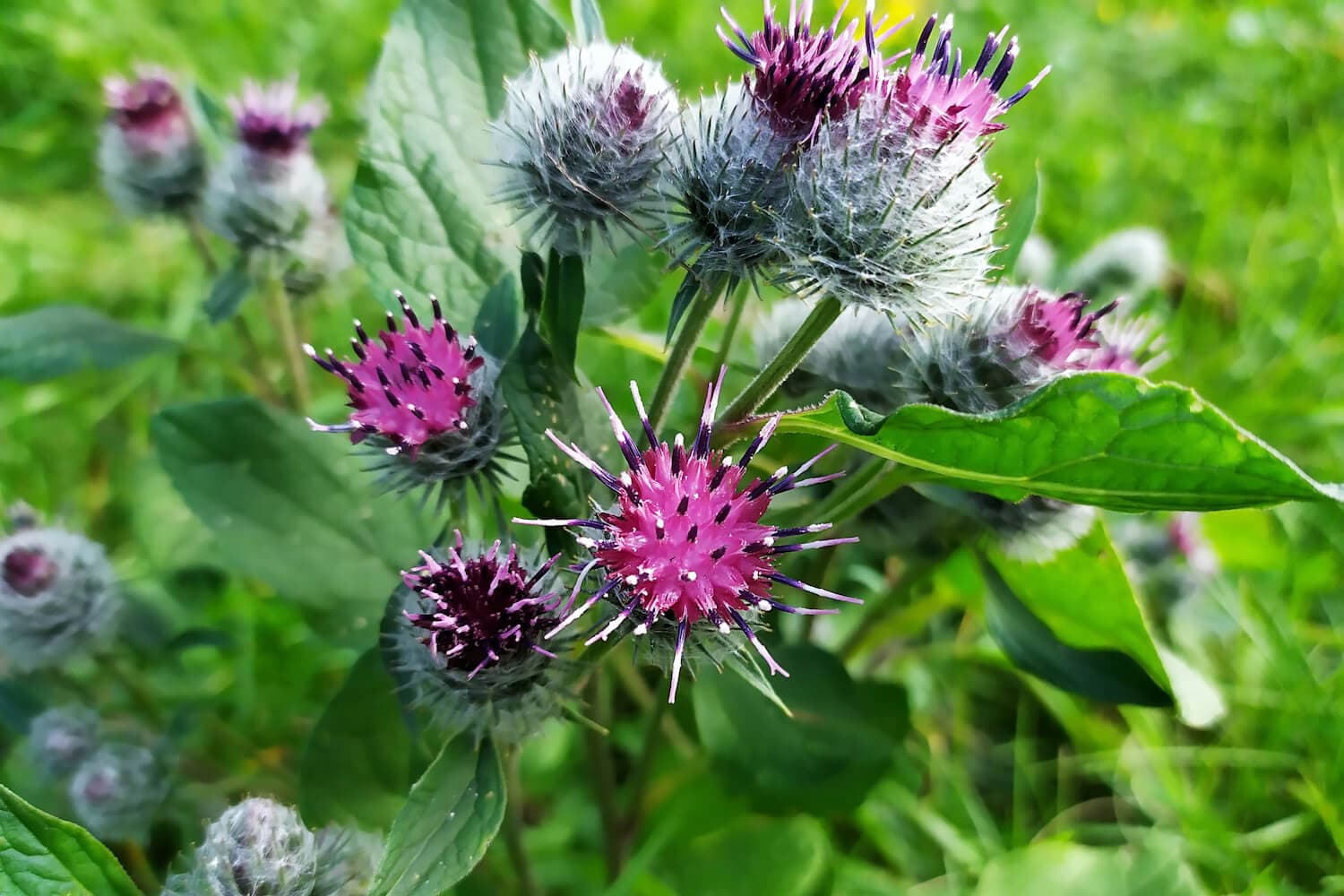 Burdock — Herbs illustration
