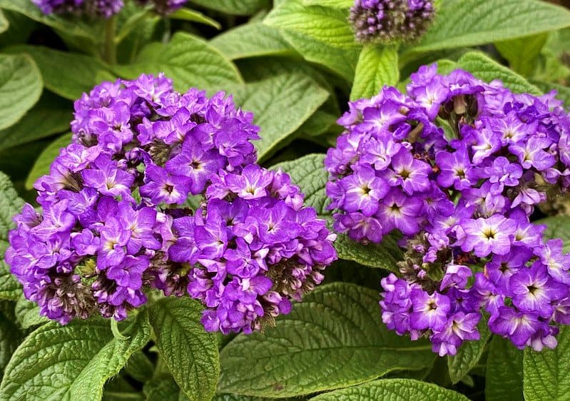 Heliotrope — Herbs illustration