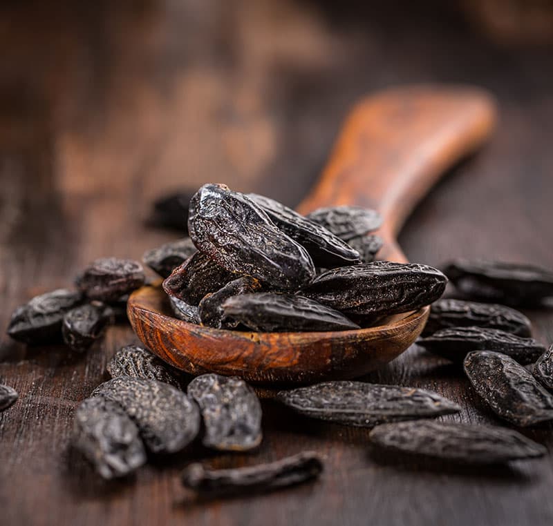 Tonka Bean — Herbs illustration