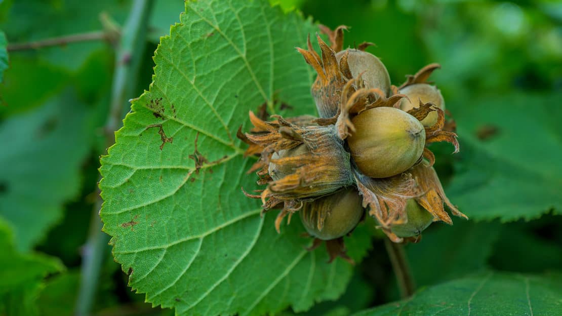 Hazel — Herbs illustration