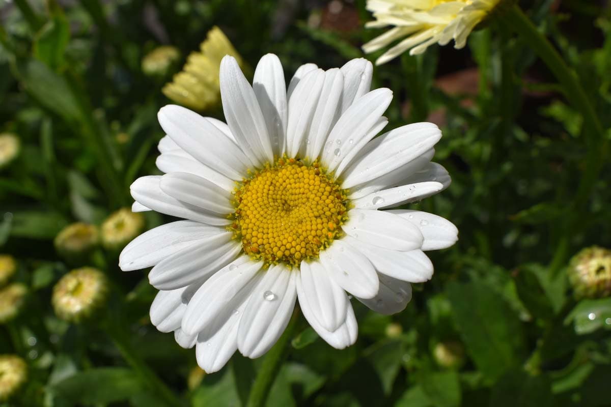 Daisy — Herbs illustration
