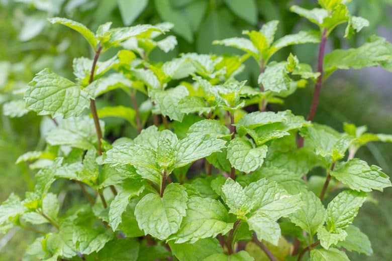Peppermint — Herbs illustration
