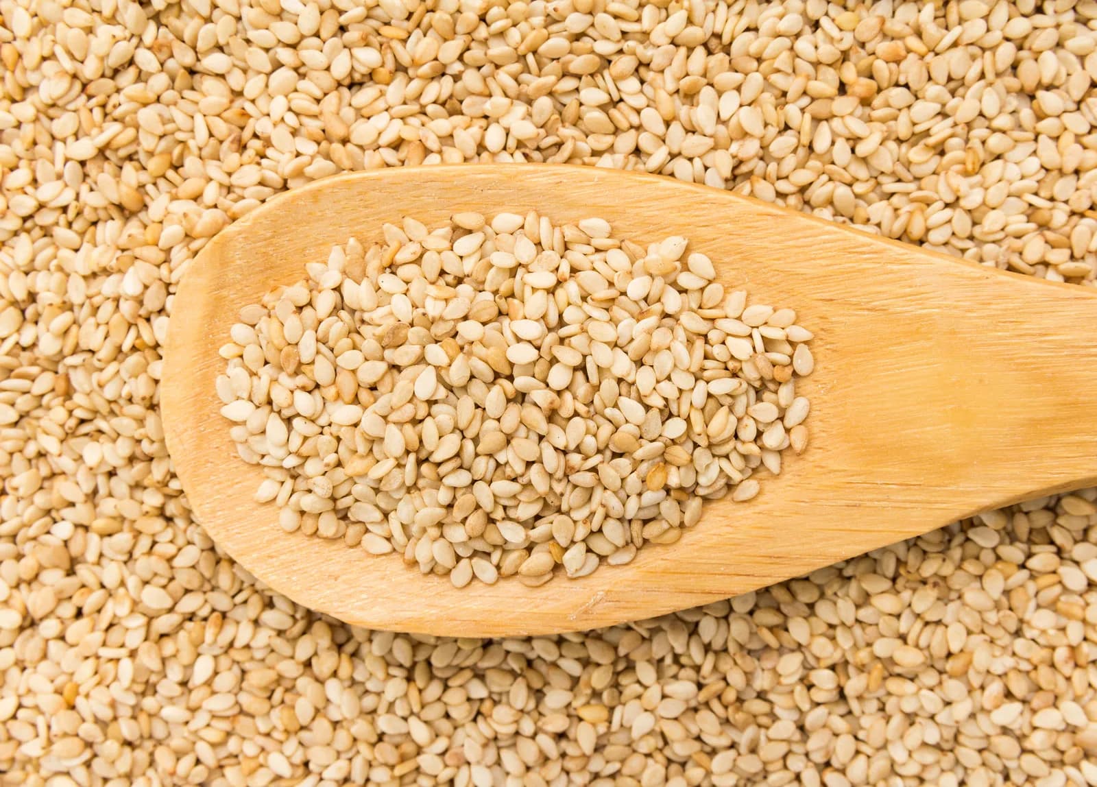 Sesame — Herbs illustration